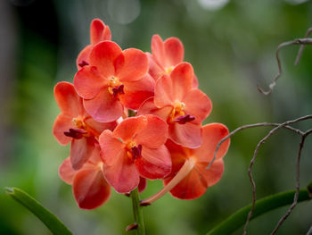 Orange vanda orchid in a garden