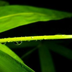 Close-up of green leaf