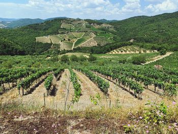 Scenic view of agricultural field