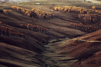 High angle view of agricultural field