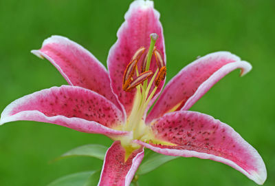 Close-up of pink lily blooming outdoors