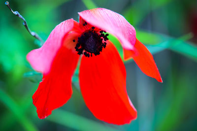 Close-up of bee on red flower