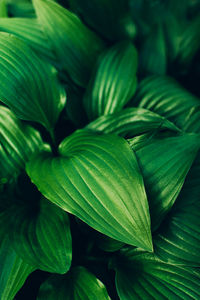 High angel view of fresh green hosta leaves lush foliage natural background.