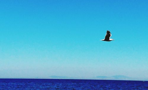 Bird flying over sea against clear blue sky