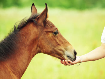 Close-up of hand petting foal