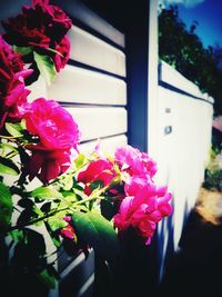 Close-up of pink flowering plant
