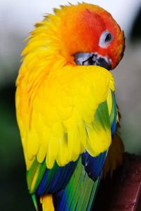 Close-up of a parrot