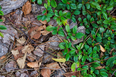 High angle view of dry leaves on field