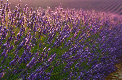 Close-up of purple flowering plants on field