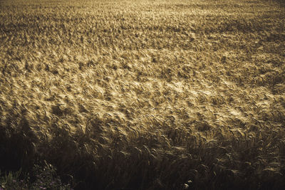 Scenic view of field