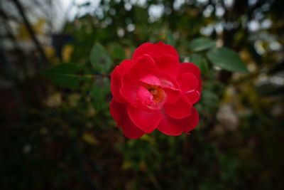 Close-up of red rose