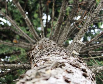 Close-up of lizard on tree trunk in forest