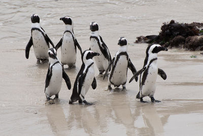 Flock of birds on beach