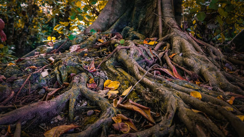 Close-up of roots in forest during autumn