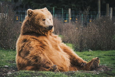 Brown bear sitting on grass