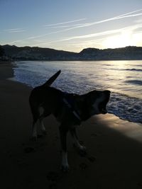 Dog standing on beach