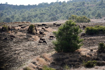 Hills and forests in cyprus with goat herds grazing around