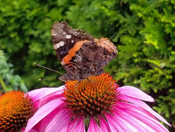 Close-up of butterfly on pink flower