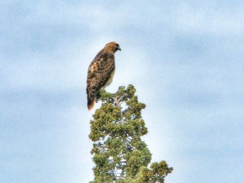 Low angle view of birds perching on tree