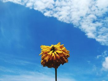 Low angle view of flowering plant against blue sky