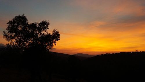 Silhouette trees on landscape at sunset