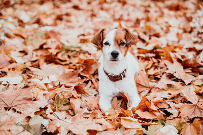 Beautiful black labrador sitting outdoors on brown leaves background, wearing a grey scarf. autumn 