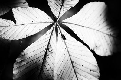 Close-up of leaves