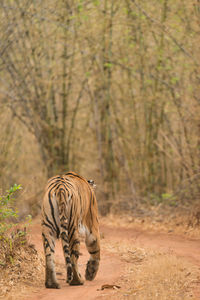 Tiger walking in the wild