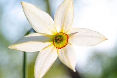 Freshly blooming white wild daffodils, photographed close up in the mountains.