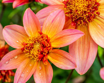 Close-up of yellow flowering plant