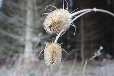 Close-up of dry plants