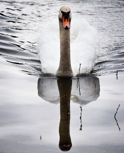 View of swan swimming in lake