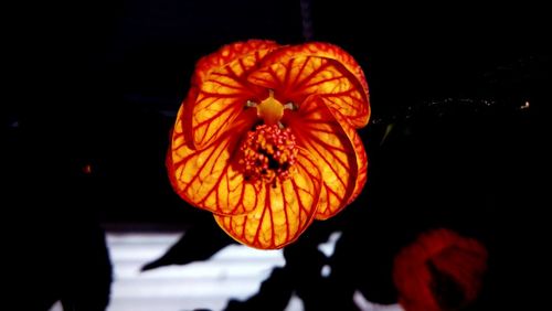 Close-up of yellow flower