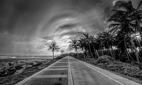 Road by palm trees against sky, black and white