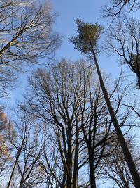 Low angle view of bare trees against sky