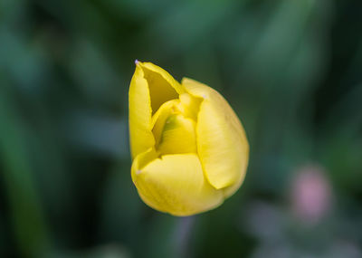 Beautiful yellow spring tulip flowers growing in garden. plant petals close up.