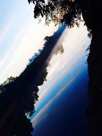 Reflection of trees in water