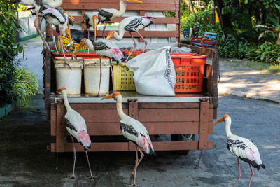 View of birds on street in city