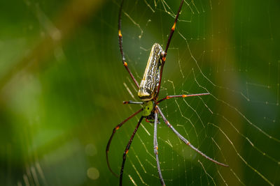 Close-up of spider on web