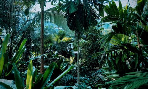 View of palm trees