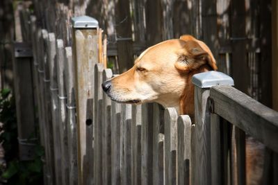 Close-up of dog looking away