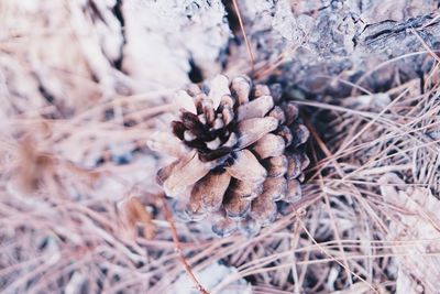 Close-up of pine cone in winter