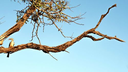 Low angle view of bird perching on tree against sky