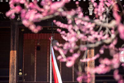 Flowering tree branches against house