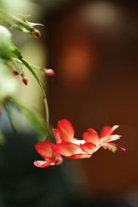Close-up of flower against blurred background