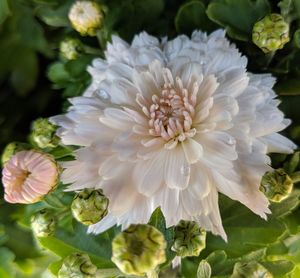 Close-up of white flowering plant in park