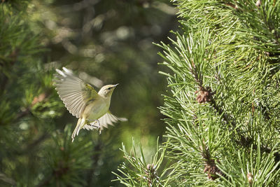 Close-up of bird flying on tree