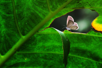 Close-up of grasshopper on leaf