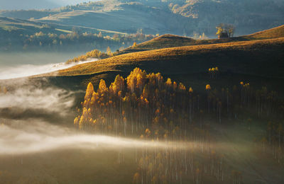 View of trees on landscape against mountain