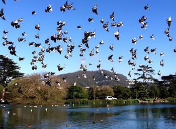 Birds flying over calm lake